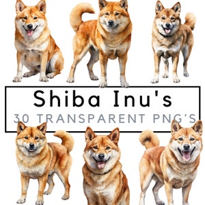 Shiba inu clipart – Shiba inu png bundle – POD allowed – Commercial use – Watercolor dogs – Shiba inu Sublimation clip art pets
