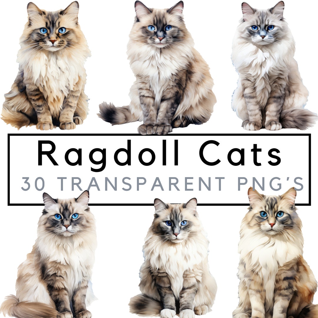Fat Ragdoll Clip Watercolor Ragdoll Cats Clipart – Ragdoll Kitten Clip Art – POD Allowed ...