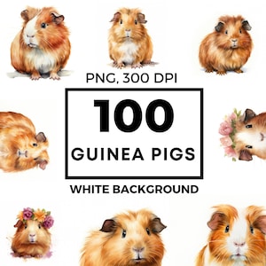 Guinea pig clipart, guinea pig png bundle, watercolor clipart, guinea pig art pack, commercial use, POD allowed, 100 drawings