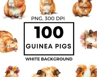 Guinea pig clipart, guinea pig png bundle, watercolor clipart, guinea pig art pack, commercial use, POD allowed, 100 drawings