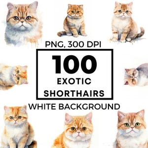 Op de afbeelding: 100 aquarel illustraties van Exotic Shorthair katten met witte achtergronden. PNG, 300 DPI.