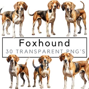 Puede incluir: Una colección de ilustraciones de acuarela de Foxhounds. Los perros se representan en varias poses, con sus distintivas orejas largas y colas cortas. Las ilustraciones se colocan sobre un fondo blanco.