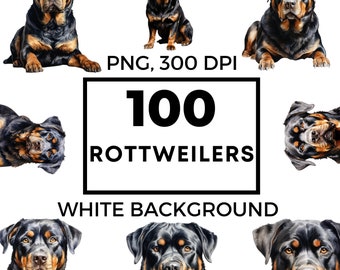 May include: 100 Rottweilers with white backgrounds. The Rottweilers are depicted in various poses, including sitting, lying down, and looking up. The images are high-quality and perfect for digital use.