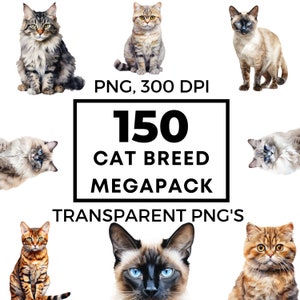 Bengal-Katze - Britisch Kurzhaar - Maine Coon - Kätzchen - Ragdoll-Katze - Kommerzielle Nutzung