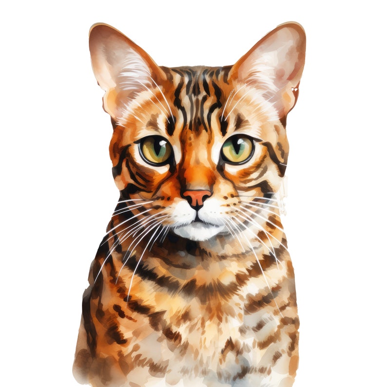 Bengal cat clipart – Watercolor Bengal cat png - POD allowed – Bengal sublimation – Bengal cat wall art – Watercolor cat – Commercial use image 9