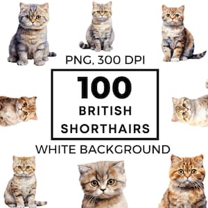 British shorthair png – British shorthair clip art – British shorthair vector – Kitten clipart – Shorthair cat - Cat clipart - POD allowed