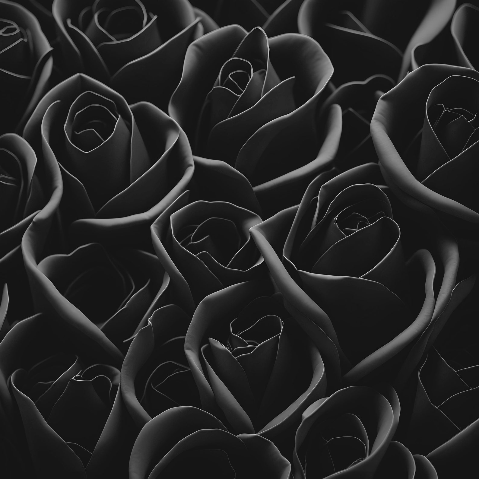 Black Roses Black Rose Wallpaper Black Rose Digital Art Black Rose ...