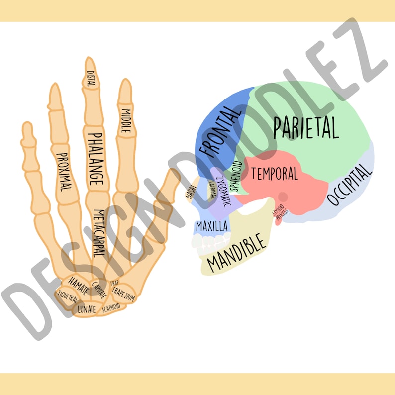 Right Hand Labelled Labeled Digital Anatomy Stickers - Etsy