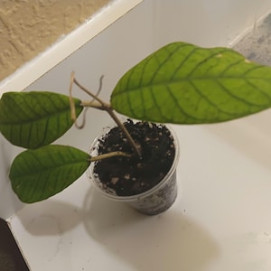 Hoya