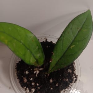 Hoya
