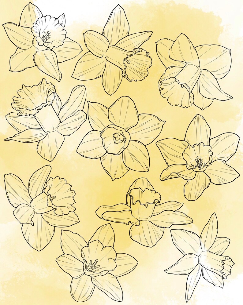 Daffodil Procreate Stamp Set 1 - 20 Daffodil Flower Floral Brush Stamps ...
