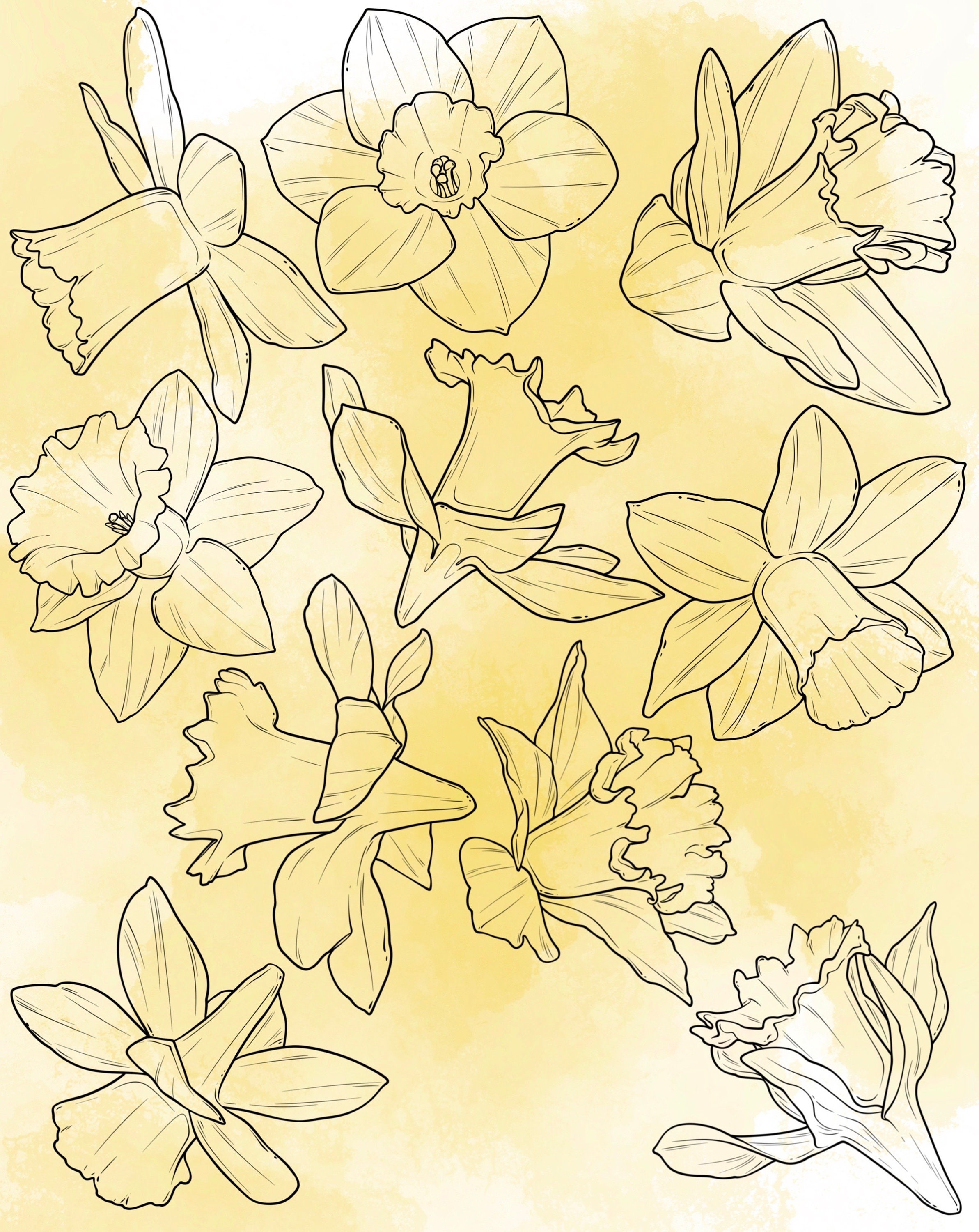 Daffodil Procreate Stamp Set 1 20 Daffodil Flower Floral Brush Stamps ...
