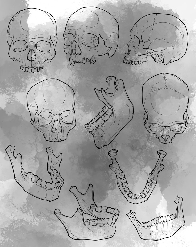 Human Skull Procreate Stamp Set 1 20 Skull and Jaw Bone Brush Stamps Illustrations Tattoo Designs Procreate Digital Brush Pack image 3
