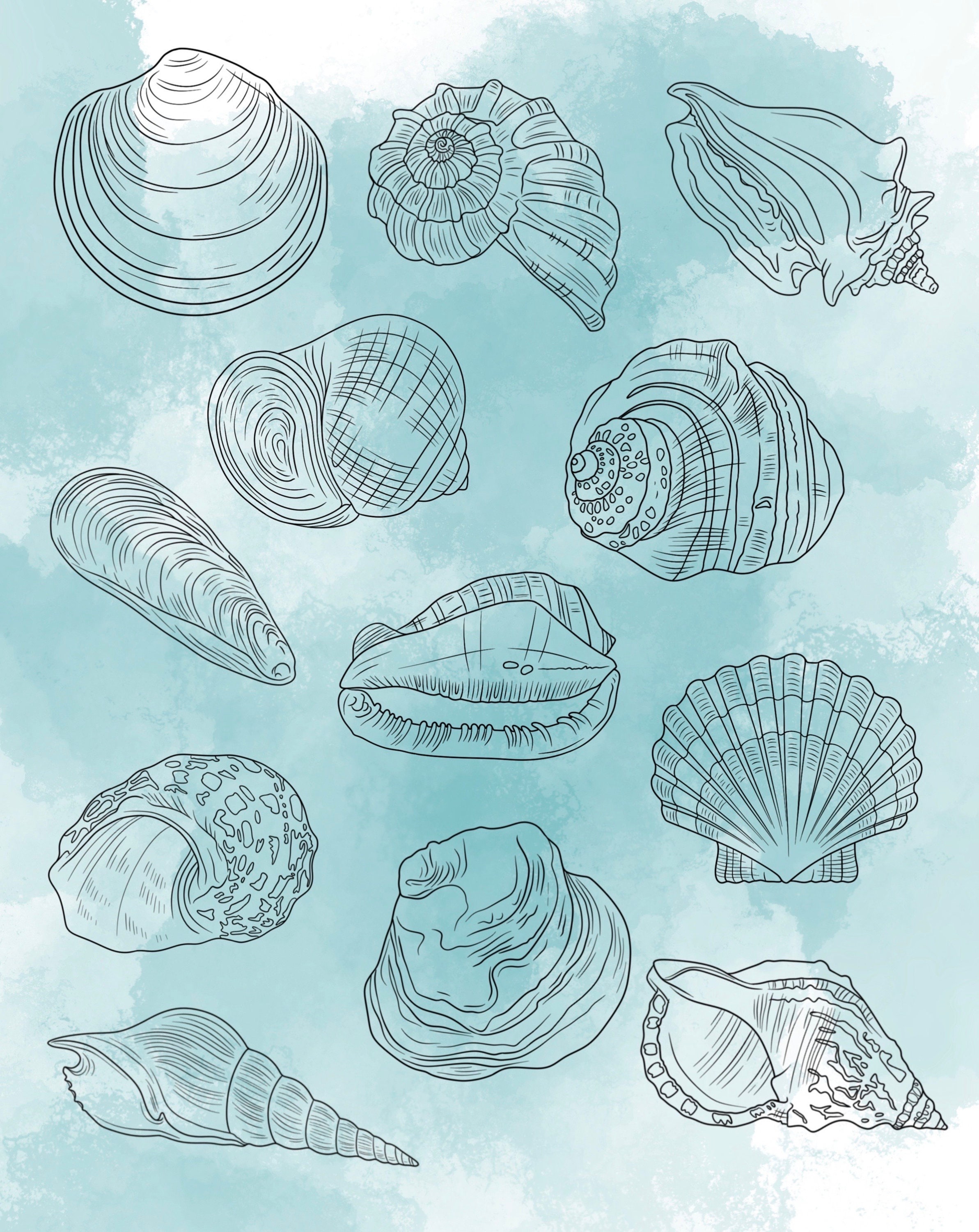 Seashell Procreate Stamp Set 1 - 25 Shell Ocean Sea Nature Brush Stamps ...