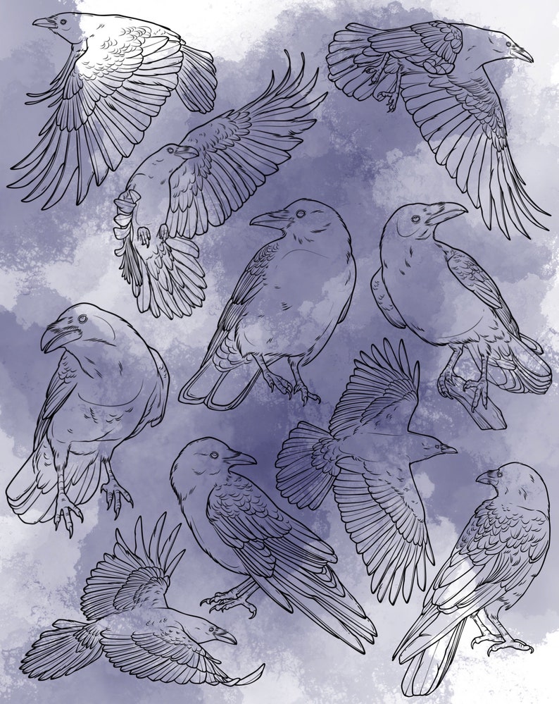 Crow Procreate Stamp Set 1 - 20 Crow Corvid Bird Brush Stamps ...