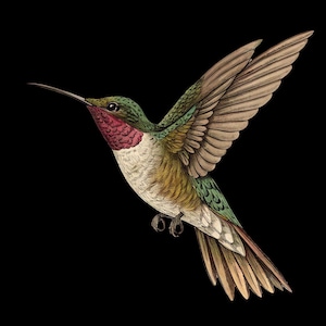 Hummingbird Laptop Sticker, Nature-Inspired Waterproof Hummingbird Sticker, Cute Bird Die-Cut Laptop Decal, Laptop Decor