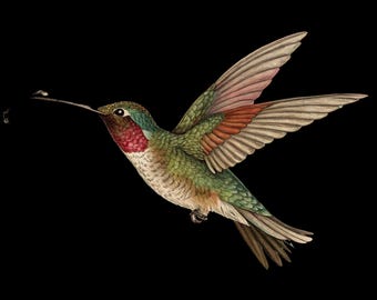 Kolibri Aufkleber | Personalisierter Vinyl Aufkleber für Laptops & Wasserflaschen | Umweltfreundliches Geschenk für Naturliebhaber