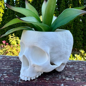 May include: White ceramic skull planter with a succulent plant growing inside. The planter is sitting on a wooden surface.