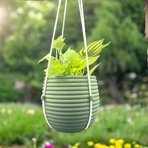 Peut inclure: Un pot suspendu vert avec une corde blanche, rempli de plantes vertes feuillues. Le pot est en plastique nervuré.