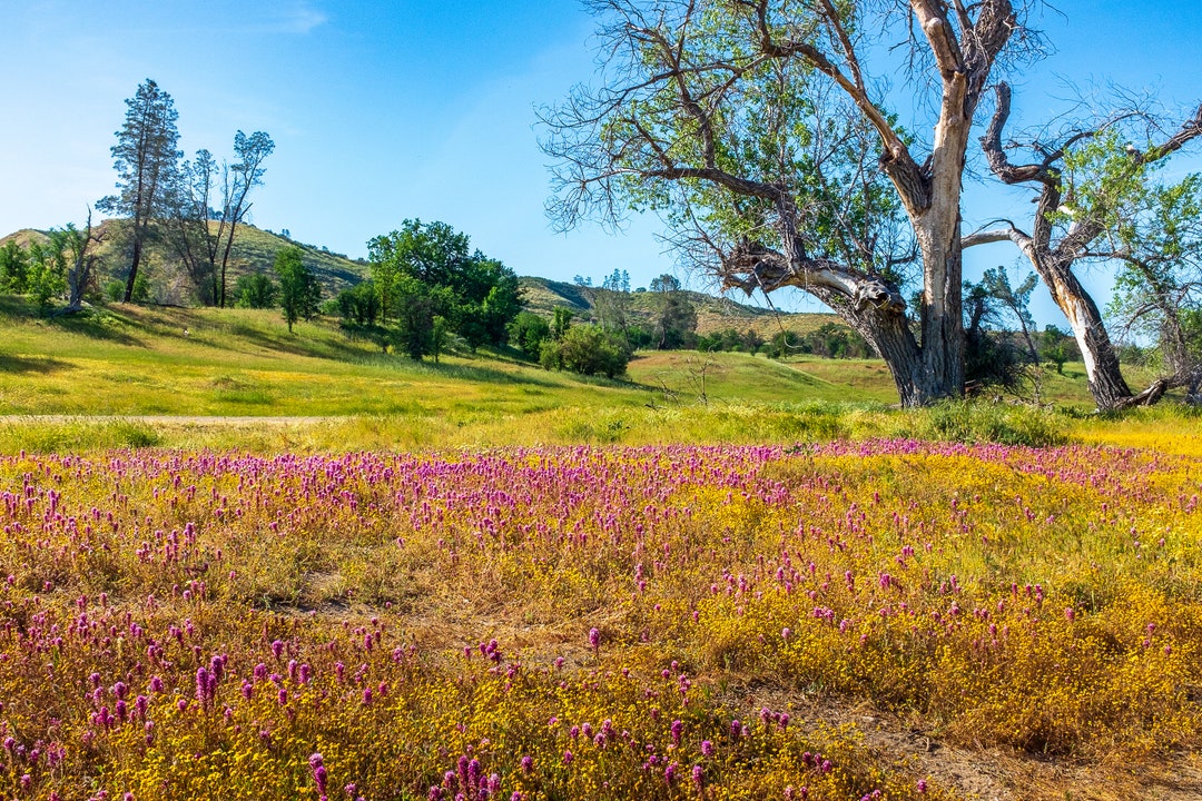 Superbloom Wildflowers in California Etsy