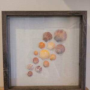 May include: A framed display of seashells in various shades of orange, pink, and white. The shells are arranged in a cascading pattern on a beige fabric background.
