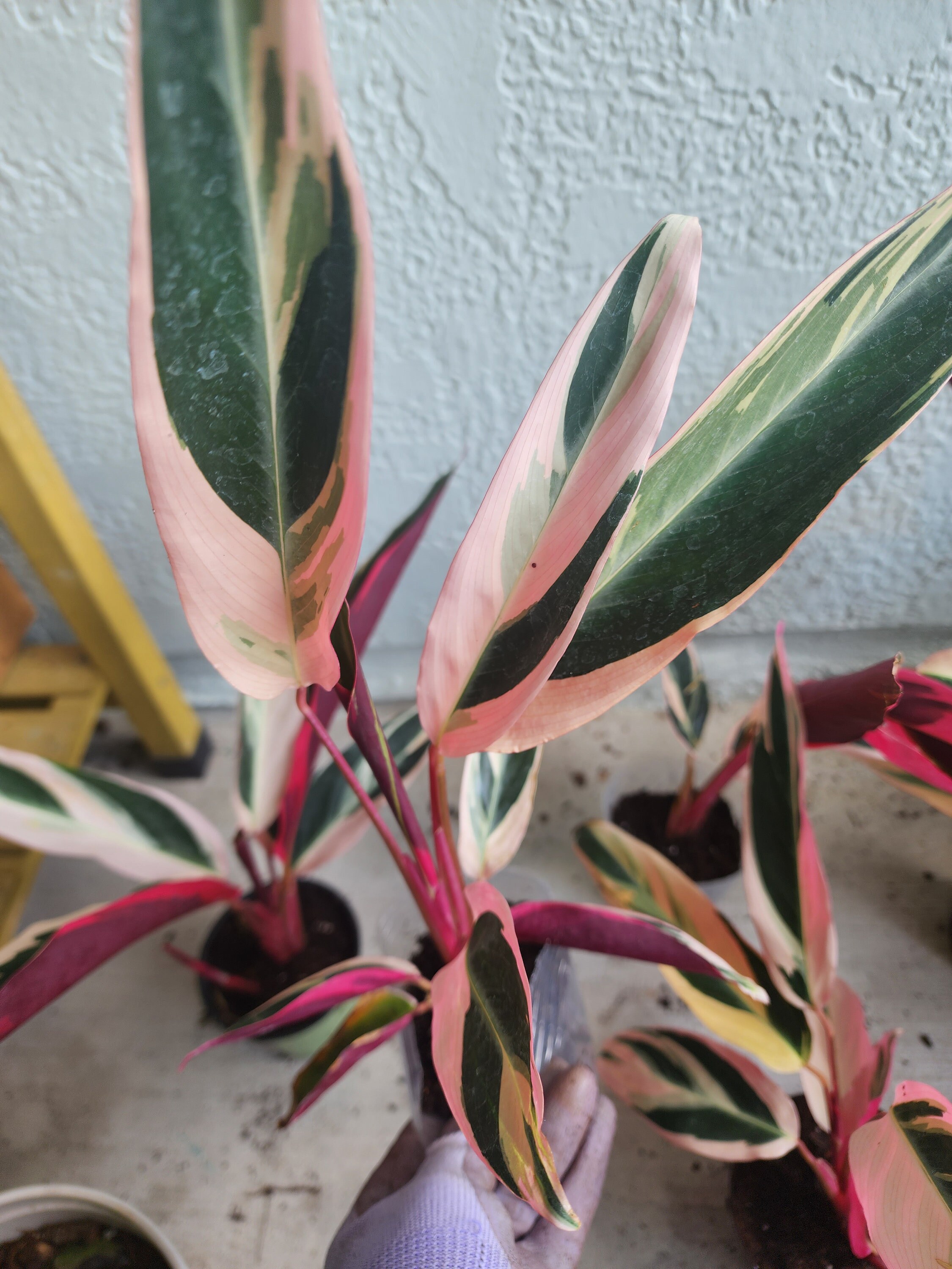 18+ Tri Color Prayer Plant