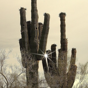 Saguaro Cactus Desert Art Print: Arizona Landscape (Digital Download)
