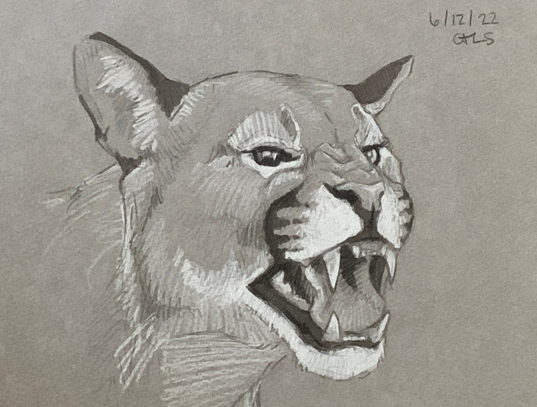 Mountain Lion Original Drawing - Etsy