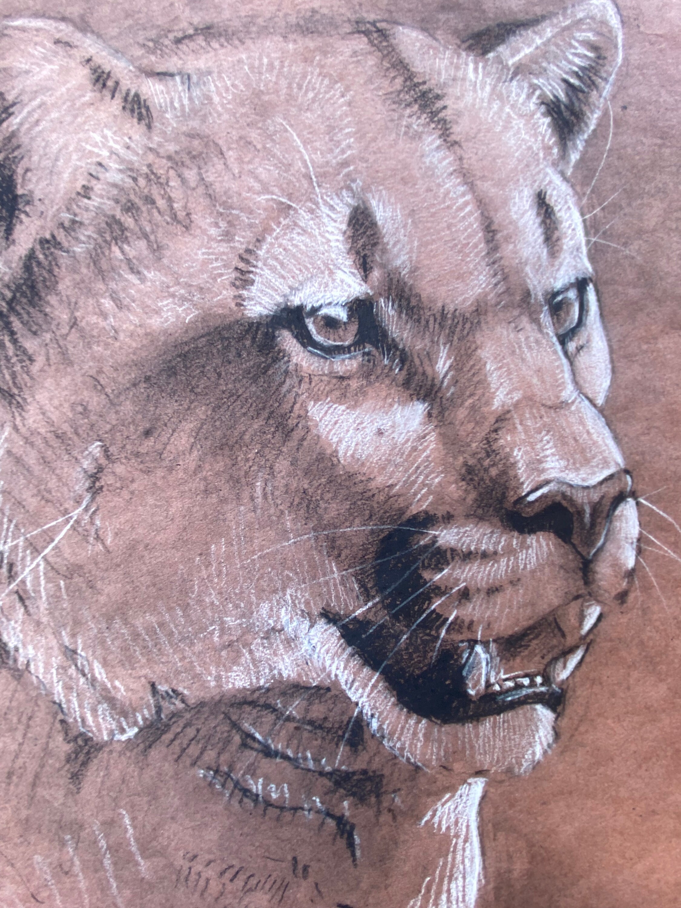 Mountain Lion Original Charcoal Drawing - Etsy
