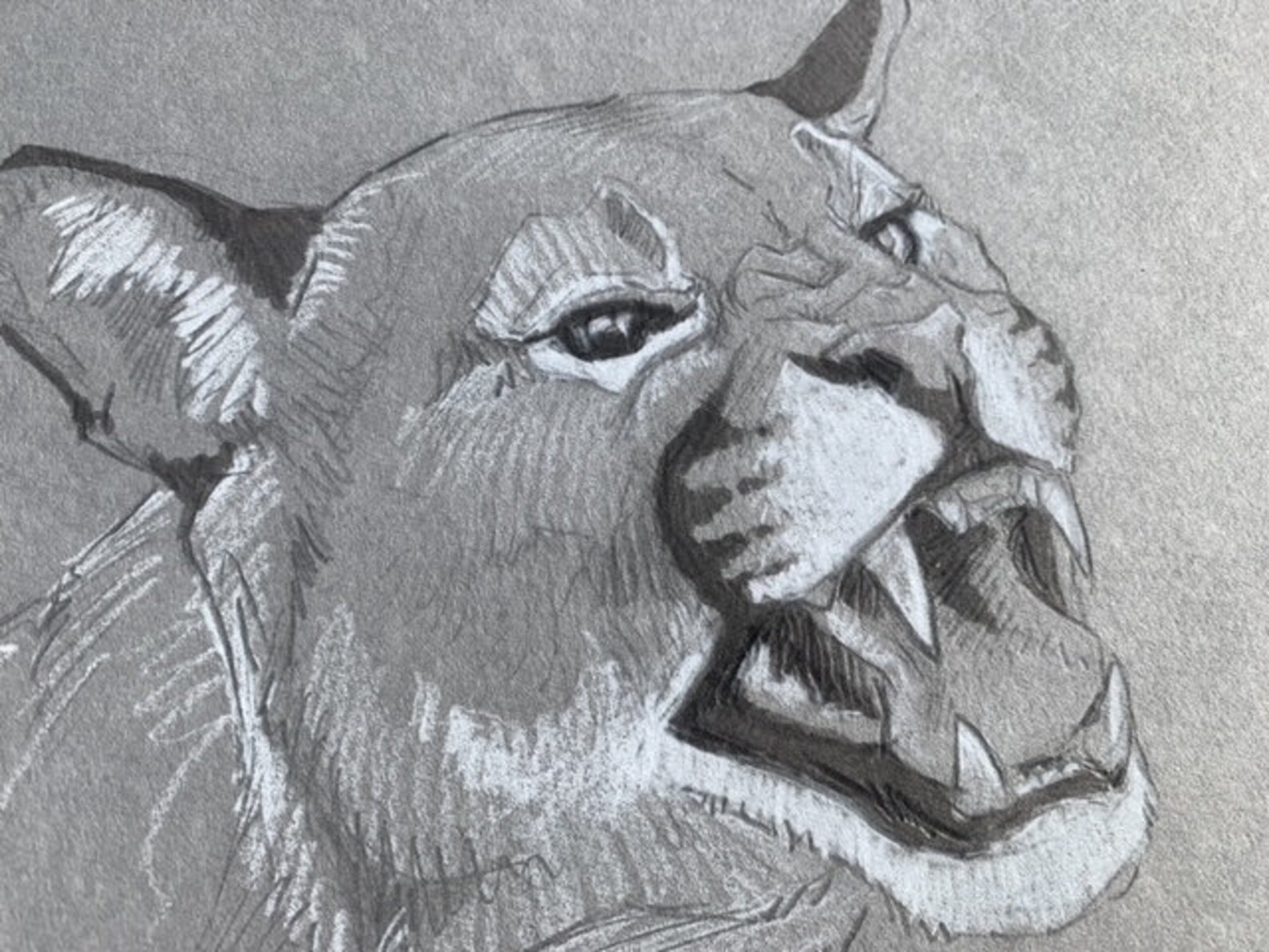 Mountain Lion Original Drawing - Etsy