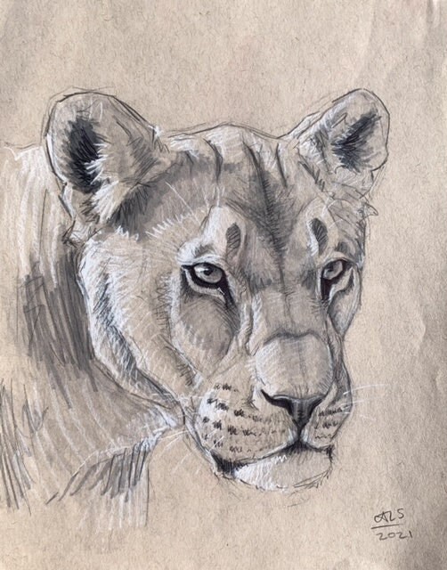 Lioness Original Drawing - Etsy