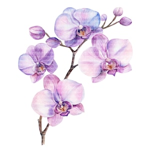 May include: A watercolour painting of a branch of purple orchids with pink and blue hues. The flowers are in various stages of bloom, with some buds still closed.
