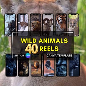 40 filmati di animali selvatici - filmati di tigri - videoclip PLR MRR senza volto per Instagram e TikTok - contenuti virali sulla natura con diritti di rivendita master