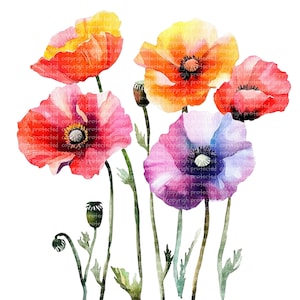 Ensemble de 15 cliparts coquelicots vibrants - aquarelle florale pour scrapbooking, faire-part et décoration d'intérieur Clipart fleurs, coquelicots fleurs