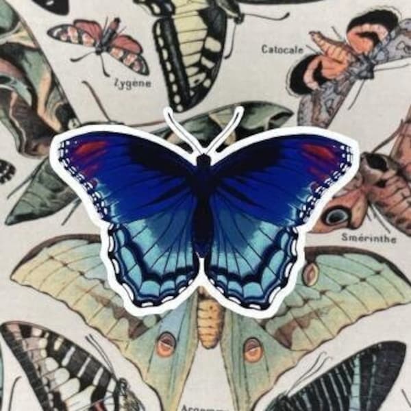 Butterfly Sticker | Red-Spotted Purple | Limentis arthemis | Dorsal view | Laptop | Water bottle | Bullet Journal | Insect | Vinyl