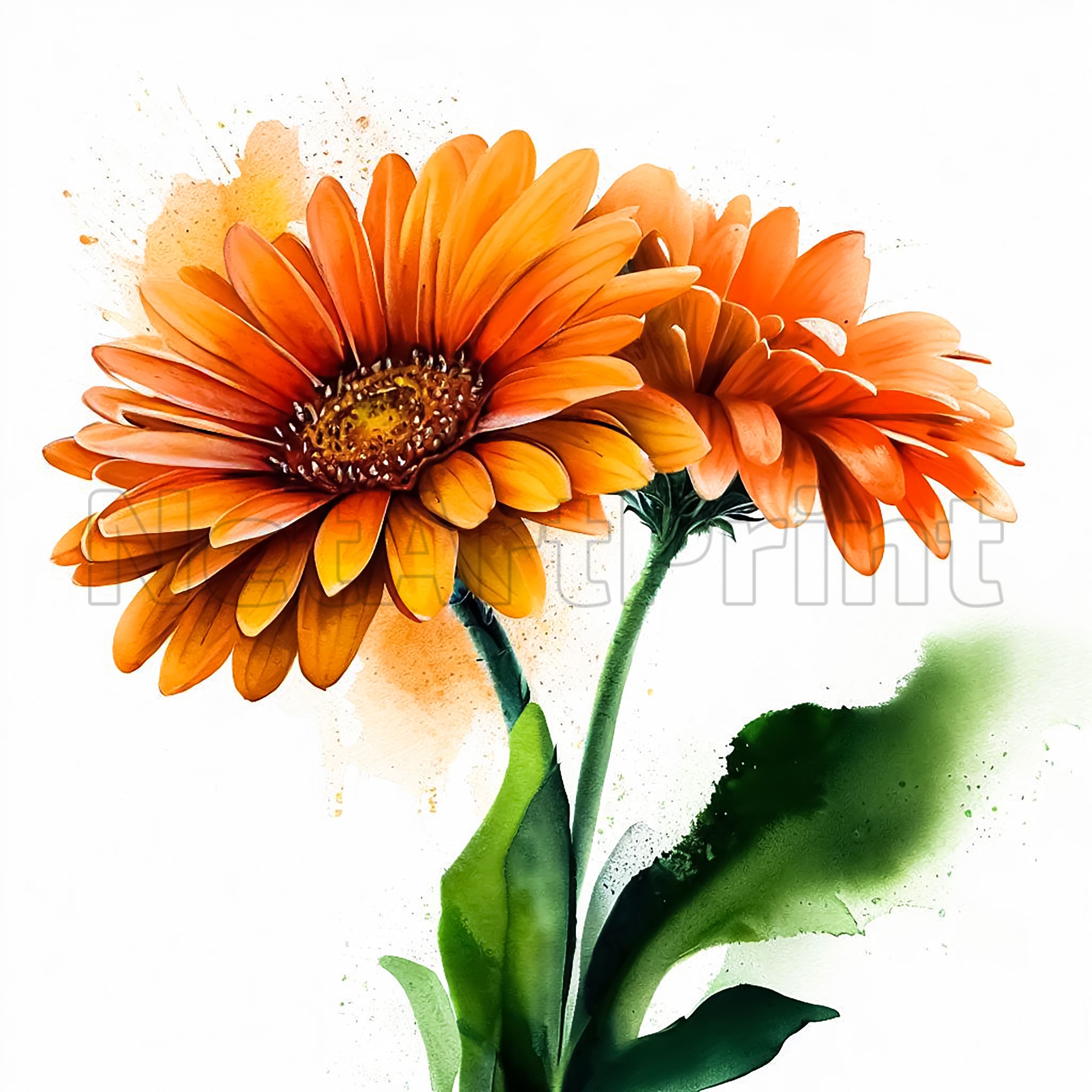 Gerbera Daisy Orange Clipart 30 High Quality Watercolor JPG Set Floral