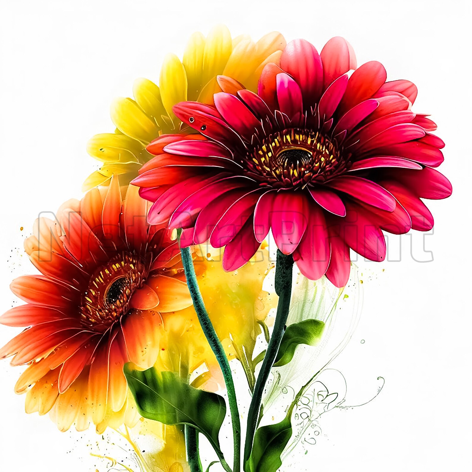 Gerbera Daisy Clipart 25 High Quality Watercolor JPG Set Floral Decor