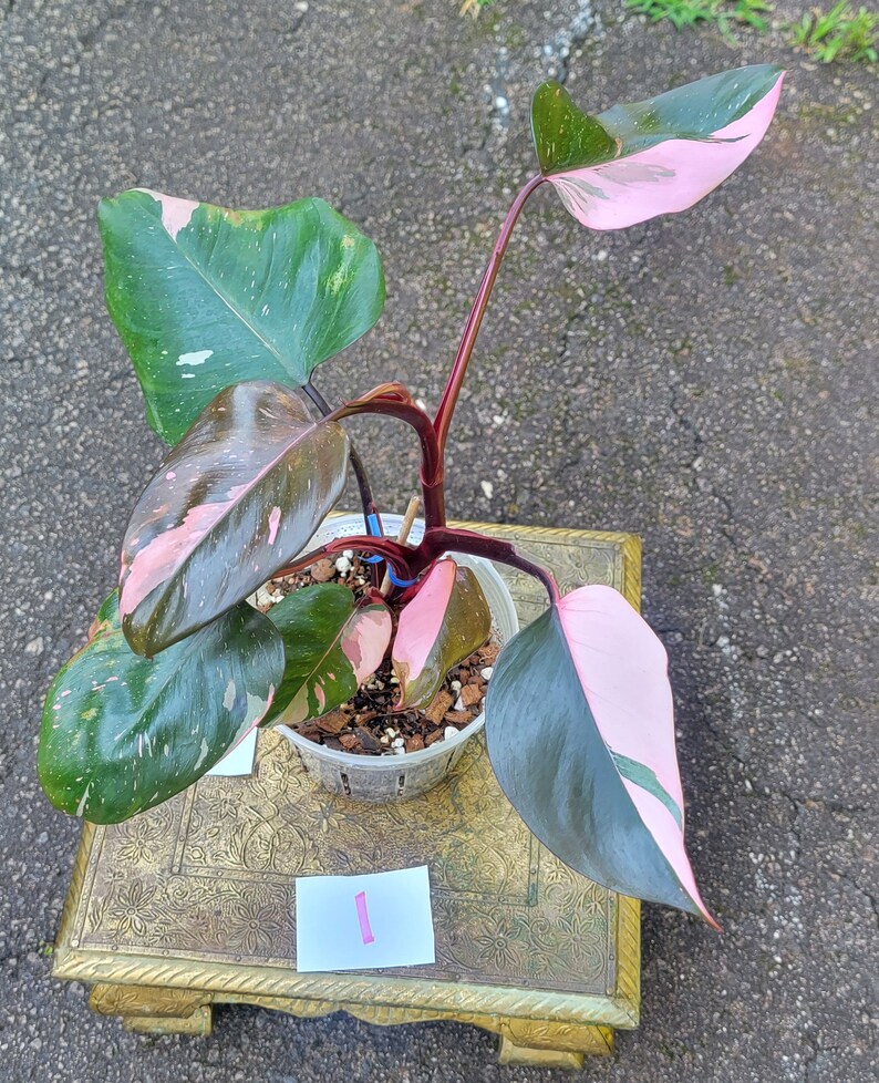 Philodendron Pink Princess, 6 Pot high Variegation Etsy
