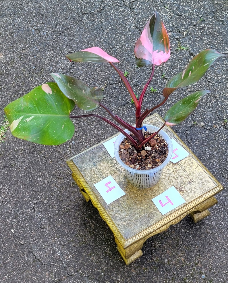 Philodendron Pink Princess, 6 Pot high Variegation Etsy