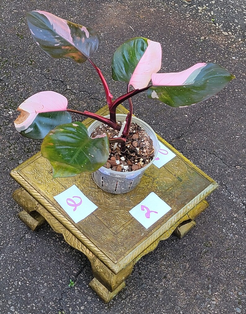 Philodendron Pink Princess, 6 Pot high Variegation Etsy