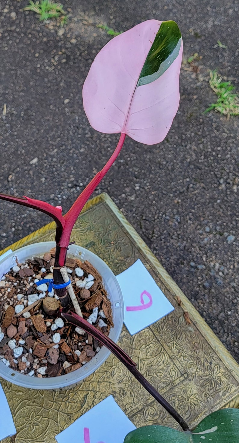Philodendron Pink Princess, 6 Pot high Variegation Etsy