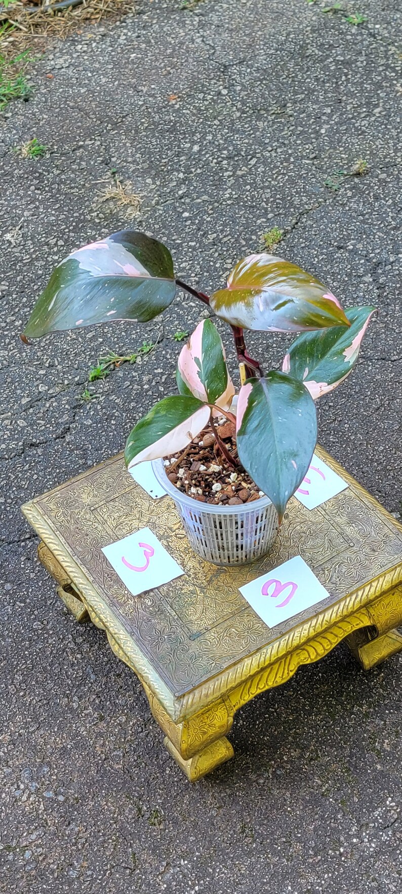 Philodendron Pink Princess, 6 Pot high Variegation Etsy