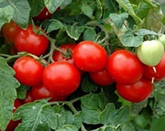 Red Cherry Tomato (Large Fruiting Variety) Heirloom Seeds - Indeterminate