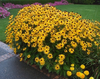 Black-Eyed Susan Seeds (Rubeckia hirta)