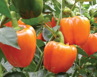 Orange Bell Pepper Seeds (Capsicum annuum)