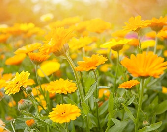 May include: A field of bright yellow calendula flowers in bloom. The flowers are in focus, while the background is blurred and out of focus. The flowers are in a field of green grass.