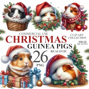 Pacote de 26 porquinhos-da-índia de Natal, arte PNG realista de animais fofos, calendário do advento em aquarela, pacote de clipart de animais de estimação de inverno, uso comercial 300 DPI