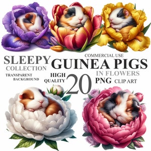 20 aquarel cavia's in bloemenpakket, schattige Pasen bloemen dier PNG-illustraties, lente baby huisdier kwekerij clipart bundel, commercieel gebruik