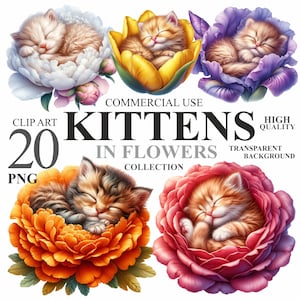 20 aquarel kittens in bloemenpakket, schattige bloemen kleine kat PNG-illustraties, lente Baby Kitty kwekerij clipart bundel, commercieel gebruik 300 DPI