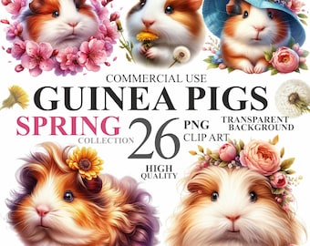 May include: A collection of 26 digital illustrations of guinea pigs in spring settings. The guinea pigs are wearing flowers and hats. The images are high quality and have transparent backgrounds.  COMMERCIAL USE, PNG CLIP ART, TRANSPARENT BACKGROUND, SPRING COLLECTION, HIGH QUALITY.